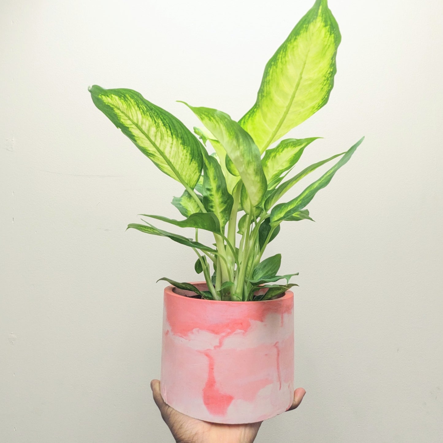 Large pink plant pot 15cm